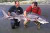 Canada - White Sturgeon - 165 lbs.jpg