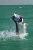 Florida - Tarpon - 180 lbs.jpg