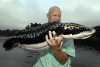 Malaysia - Snakehead - 10 lbs.jpg