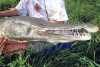Gator Gar 05.jpg