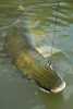 Gator Gar 06.jpg
