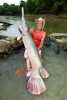Gator Gar 09.jpg