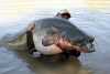 Big Catfish