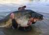 Wels Catfish