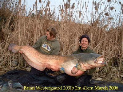New Record Wels, Largest Wels Catfish Caught by a Dane